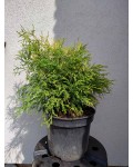 Кипарисовик Філіфера Ауреа саджанець-5л/вис.30-40см/Ø 40-50 см/4роки